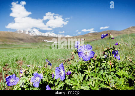 Les géraniums sauvages poussant dans l'himalaya à haute altitude. fleurs alpines dans un pré en premier plan avec l'arrière-plan des montagnes Himalaya enneigés Banque D'Images