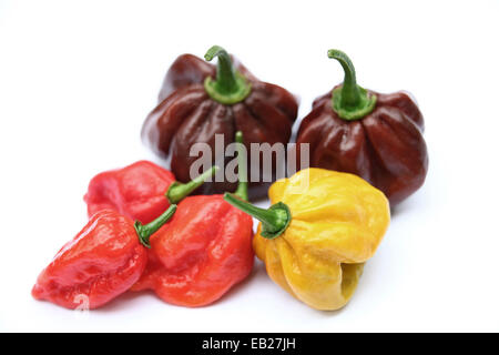 Super hot chillies colorés, sélection des aliments et boissons photo de habanero chocolat, moutarde Habanero et piments naga rouge isolé sur fond blanc Banque D'Images