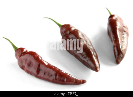 Naga, Chocolat Piment bhut jolokia ou ghost piments. Trois piments marron dans une rangée isolé sur fond blanc dans ce studio photographie image Banque D'Images