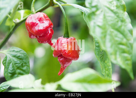 Beau rouge trinidad moruga scorpion chilis croissant sur l'usine. le piment moruga scorpion a réalisé plus chaudes dans le monde chili en 2012 Statut Banque D'Images