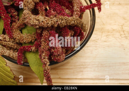 Amaranthus capitules dans un bol en verre Banque D'Images