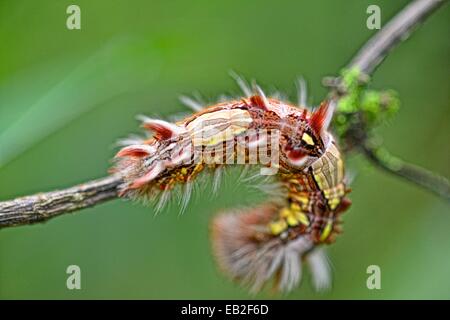 Un papillon morpho bleu, Morpho peleides, Caterpillar dans une succursale au Costa Rica. Banque D'Images