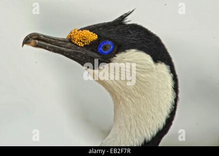 Blue-eyed cormorant, Phalacrocorax atriceps, dans l'Antarctique Lemaire Channel, également connu sous le nom de Gap Kodak. Banque D'Images