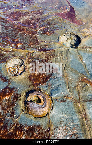 Marée basse rock impressions de l'adhésif puissant Bull Kelp tenir à des jeûnes. Banque D'Images