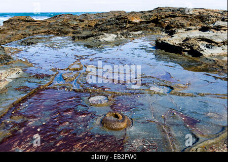 Marée basse rock impressions de l'adhésif puissant Bull Kelp tenir à des jeûnes. Banque D'Images