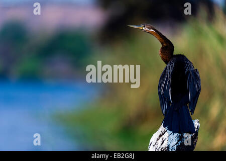 Un long col vert africain perchoirs sur une branche d'arbre par un rivers edge. Banque D'Images