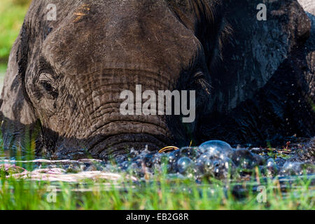 Un éléphant d'Afrique faire des bulles avec son tronc dans une zone humide. Banque D'Images