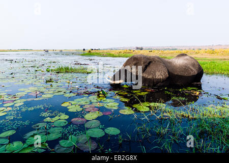 Un éléphant d'Afrique qui se nourrissent de plantes de l'eau dans une zone humide. Banque D'Images