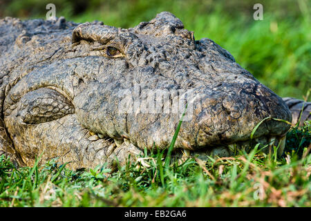 La tête d'un Crocodile du Nil bien au soleil sur une île dans une zone humide. Banque D'Images