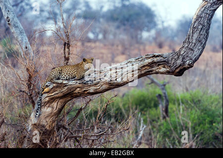 Un Léopard se reposant sur un arbre mort stag comme la chaleur de la journée s'estompe. Banque D'Images