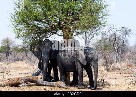 Les éléphants d'Afrique à l'abri du soleil de plomb sous un des arbres de l'ombre. Banque D'Images