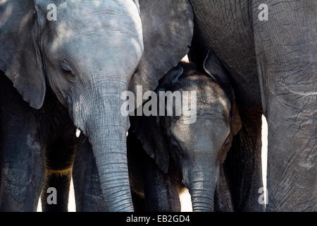 Les éléphants d'abriter un veau de la chaleur dans l'ombre d'un arbre. Banque D'Images