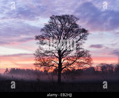 Gainford, comté de Durham, Royaume-Uni. 25 novembre 2014. Météo France : un arbre isolé est silhouetté contre le ciel tôt le matin et de la brume sur un matin froid et frosty dans Gainford, comté de Durham. © Robert Smith/Alamy Banque D'Images