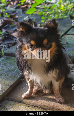 Chihuahua dog looking at camera Banque D'Images