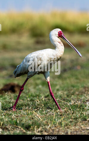 Le visage rouge vif d'une spatule d'Afrique de l'enjamber une zone humide de l'île. Banque D'Images