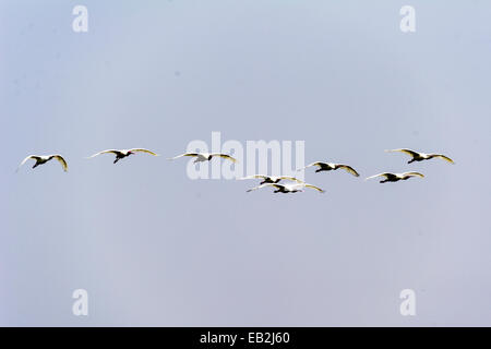 Un troupeau de spatules africaines glissent sur un ciel bleu clair au-dessus d'une zone humide. Banque D'Images