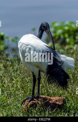 L'Afrique de l'ibis sacré se lissant les plumes c'est avec son long bec. Banque D'Images