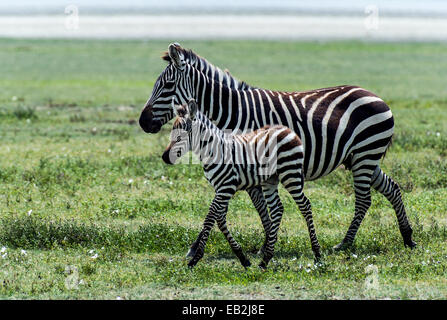 Le zèbre de Burchell un poulain et c'est mère trotting dans toute la plaine de savane. Banque D'Images