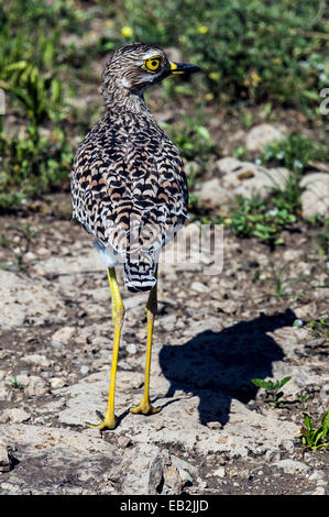 Un Africain repéré Stone Curlew, avec son plumage tacheté dans la plaine. Banque D'Images