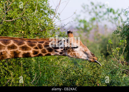 Une giraffe réticulée du Sud utilise sa longue langue pour extraire les feuilles d'un arbuste. Banque D'Images