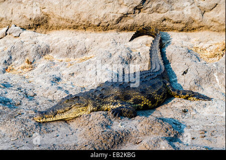 Un Crocodile du Nil bien au soleil sur le bord d'une rivière boueuse au coucher du soleil. Banque D'Images