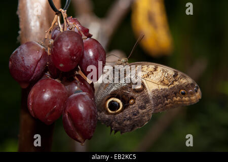 Close-up of a tropical magnifique papillon Hibou Caligo Memnon, perché ,plus de cépages rouges Banque D'Images