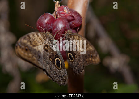 Close-up of a tropical magnifique papillon Hibou Caligo Memnon, perché ,plus de cépages rouges Banque D'Images