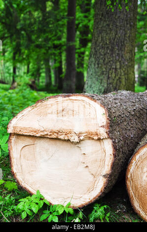 Pile d'arbres fraîchement coupés dans une forêt Banque D'Images