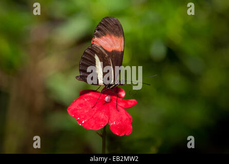 Le Postman Butterfly, Heliconius melpomene. Ces types de papillons sont également connu sous le nom de passion papillons de vigne. Elles vont fr Banque D'Images