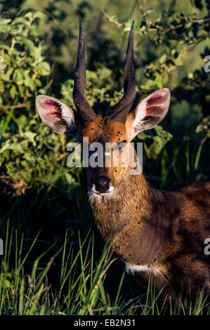 Va couvrir le visage d'un homme alerte à l'abri de la chaleur Bushbuck) dans un endroit frais creek bed au coucher du soleil. Banque D'Images