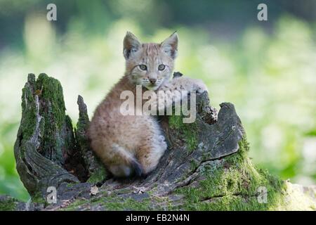 Le Lynx eurasien (Lynx lynx), Cub couchée sur un vieux tronc d'arbre, Tierpark Sababurg, Warburg, Hesse, Allemagne Banque D'Images