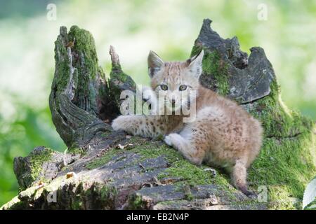 Le Lynx eurasien (Lynx lynx), Cub couchée sur un vieux tronc d'arbre, Tierpark Sababurg, Warburg, Hesse, Allemagne Banque D'Images