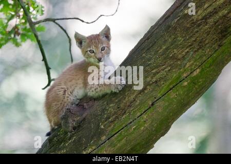 Le Lynx eurasien (Lynx lynx) cub escalade un vieux tronc d'arbre, Tierpark Sababurg, Warburg, Hesse, Allemagne Banque D'Images