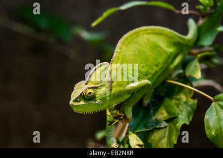 Caméléon caméléon du Yémen ou voilée (Chamaeleo calyptratus), Wilhelma Zoo et jardin botanique, Stuttgart, Bade-Wurtemberg Banque D'Images