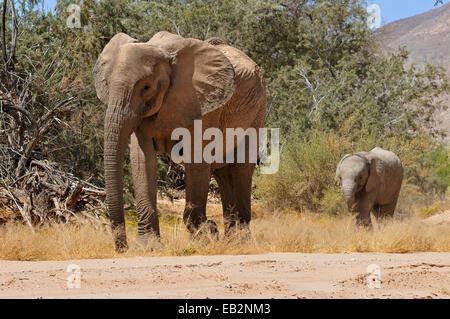 Veau vache et des rares désert de Namibie Elephant (Loxodonta africana), la rivière Hoanib, Désert du Namib, Kaokoland, Kaokoveld Banque D'Images