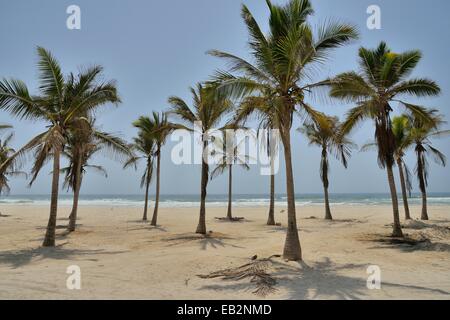 Palmiers sur la plage, près de Mascate, Oman Dhofar, Région Banque D'Images