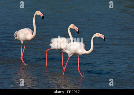 Plus de flamants roses (Phoenicopterus roseus) pataugeant dans l'eau, la Camargue, France Banque D'Images