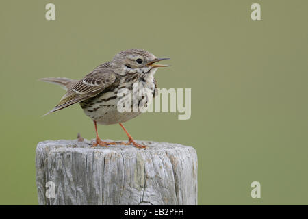 Meadow Pipit spioncelle (Anthus pratensis) perché sur un poteau, Buren, Ameland, Pays-Bas Banque D'Images