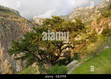 Phoenicean Arâr ou Genévrier (Juniperus phoenicea), croissant dans la vallée des papillons ou Kelebek Vadisi, côte lycienne, près de Faralya Banque D'Images