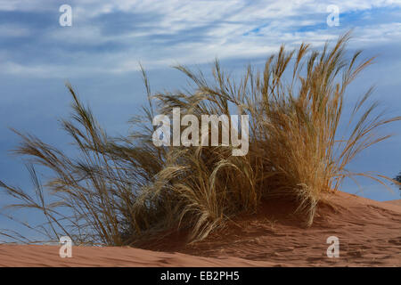 L'herbe pousse sur la Dune Elim, Namib, Namibie, région Hardap