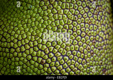 Jaque, Jack Tree (Artocarpus heterophyllus), détail du fruit, Peermade, Kerala, Inde Banque D'Images