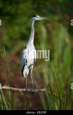 Héron cendré (Ardea cinerea), Tyrol, Autriche Banque D'Images