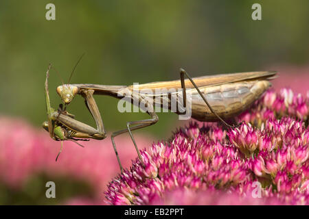 La mante religieuse (Mantis religiosa), avec des proies de sauterelles, Burgenland, Autriche Banque D'Images