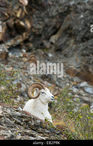 Le mouflon de Dall (Ovis dalli), Denali National Park, Alaska, United States Banque D'Images