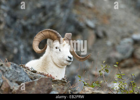 Le mouflon de Dall (Ovis dalli), Denali National Park, Alaska, United States Banque D'Images