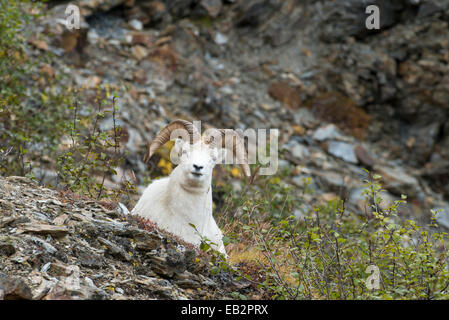 Le mouflon de Dall (Ovis dalli), Denali National Park, Alaska, United States Banque D'Images