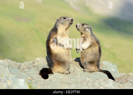 Deux marmottes alpines (Marmota marmota), debout sur les rochers, Grossglockner, le Parc National du Hohe Tauern, Tyrol, Autriche Banque D'Images