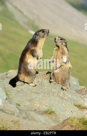 Marmottes alpines (Marmota marmota), debout sur les rochers, Grossglockner, le Parc National du Hohe Tauern, Tyrol, Autriche Banque D'Images