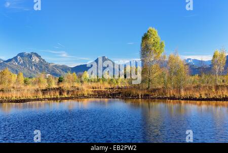 Bog avec avec arbres bouleau pubescent (Betula pubescens), Alpes de Chiemgau à l'arrière, vallée de l'Inn, Heuberg, tourbière, Grundbeckenmoor Banque D'Images