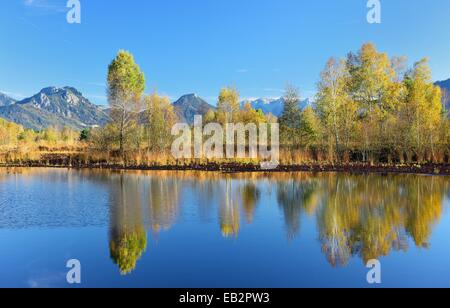 Bog avec avec arbres bouleau pubescent (Betula pubescens), Alpes de Chiemgau à l'arrière, vallée de l'Inn, Heuberg, tourbière, Grundbeckenmoor Banque D'Images